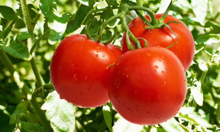 Η συνταγή του μήνα: Η εποχή της ντομάτας