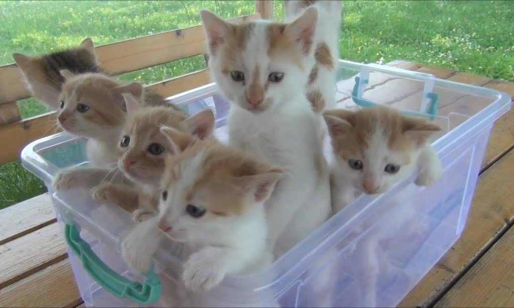 PET: Οδηγίες επιβίωσης για ορφανά γατάκια